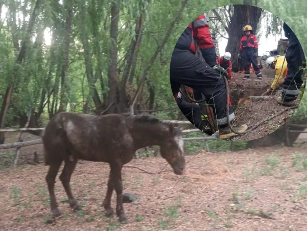 Bomberos voluntarios de la región rescataron a un caballo atrapado en un pozo 