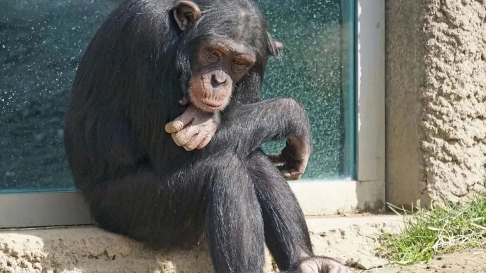 Liberen a Toti: el chimpancé cautivo en la región cada vez más cerca de ser liberado