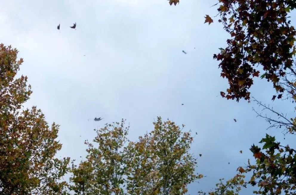 Clima: se espera un domingo con descenso de temperatura y viento