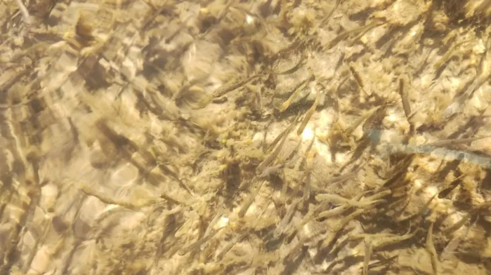 La próxima semana van a sembrar truchas arcoíris en el río a la altura de Roca