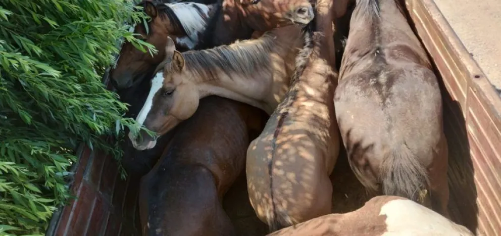 Transportaba ocho caballos escondidos abajo de una lona y lo descubrieron 