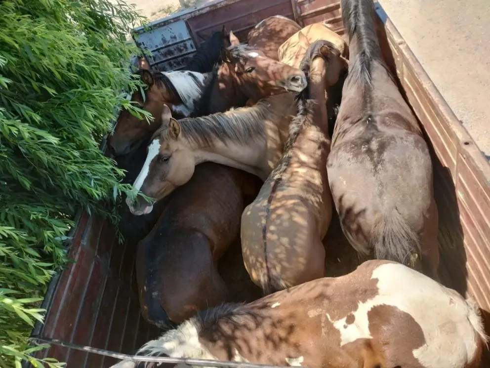 Retuvieron un camión que transportaba caballos sin documentación hacia Cipolletti