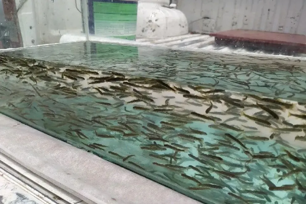 Sembrarán 50 mil truchas arcoíris en el río a la altura de Roca