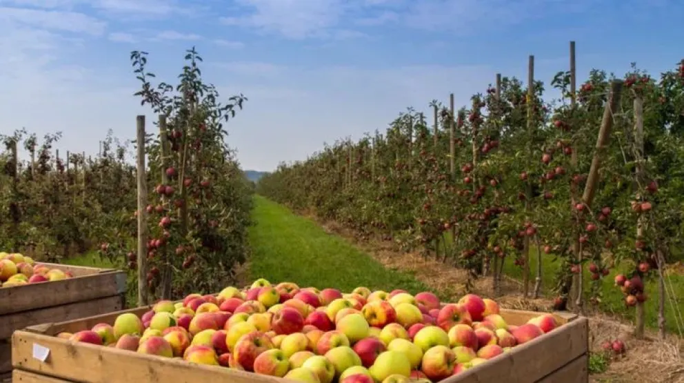 Arranca la temporada de cosecha para el Alto Valle: Conoce el calendario para peras y manzanas 
