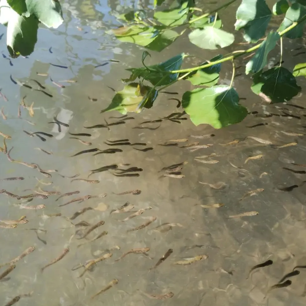 Exitosa siembra de crías de trucha en el Parque Bíblico de Roca