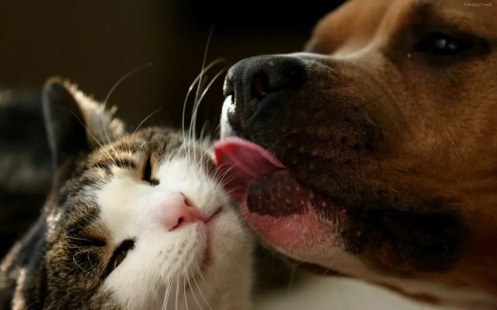 ¿Lo sabías?: conoce los riesgos de humanizar a nuestras mascotas
