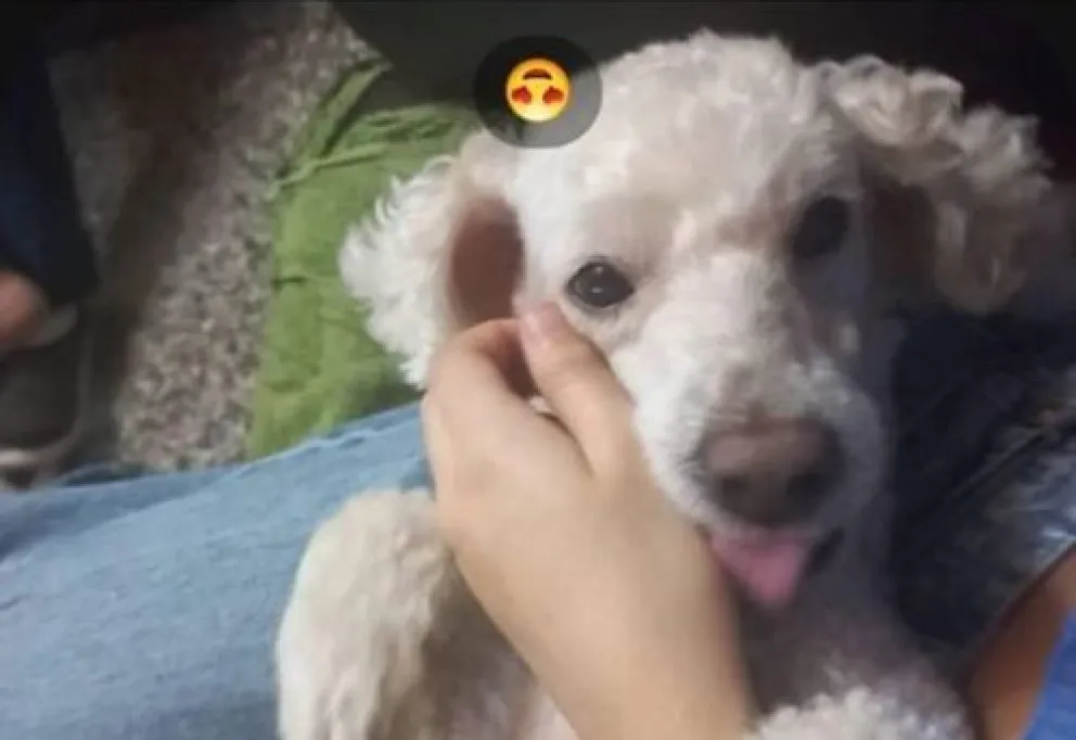 Buscan adopción responsable para un caniche de 5 años