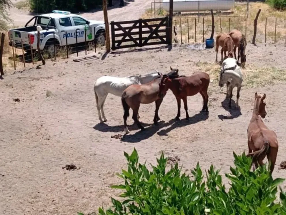 La policía detuvo un camión ilegal con caballos sin documentos confiscados en ruta provincial