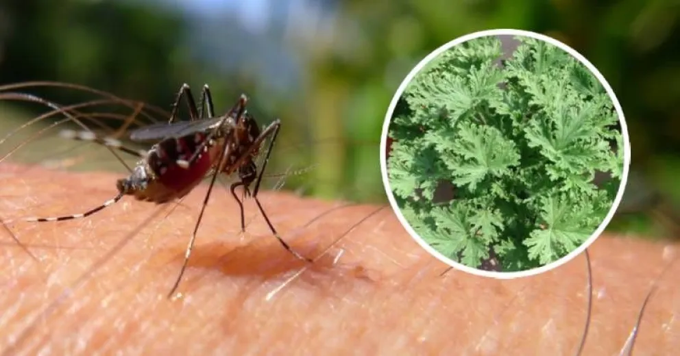 Combate los mosquitos con la citronela, un remedio efectivo y natural