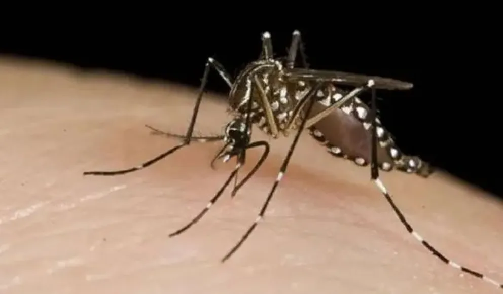 Otra muerte por dengue en Argentina: falleció una adolescente de 15 años en Misiones