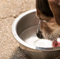 Campaña "Agua para un perro": ante la ola de calor, ayudá a mantener hidratados a los callejeritos