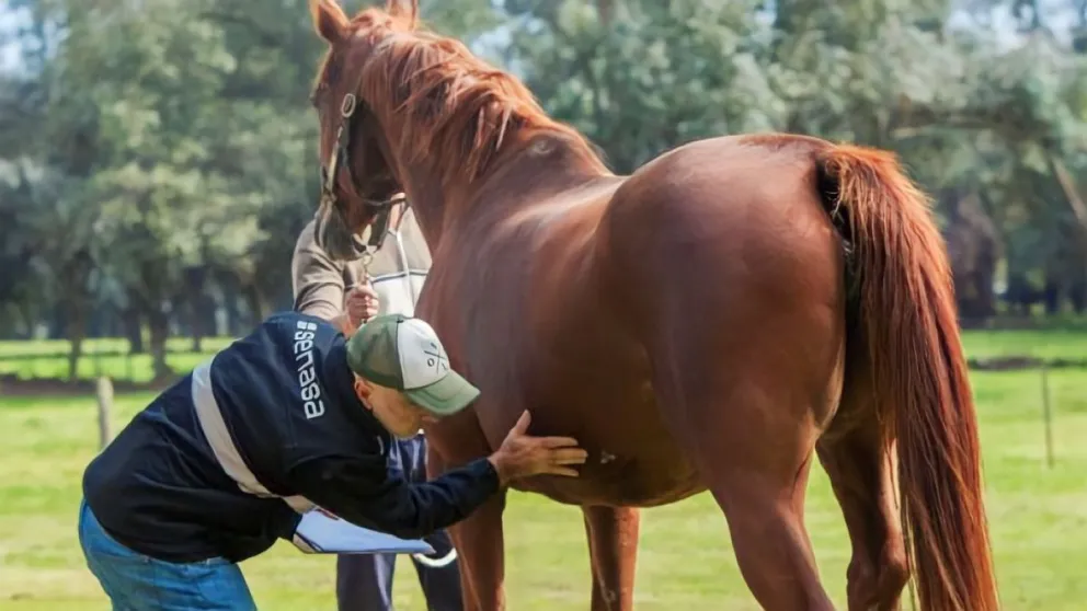 Detectaron dos casos de Encefalomielitis Equina del Oeste en Roca