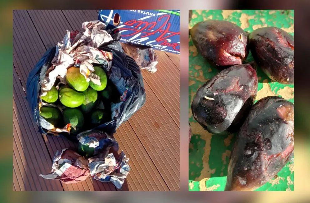 SENASA decomisó productos hospedantes de mosca de los frutos 