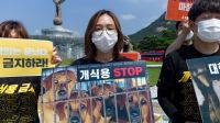 Corea del Sur y una decisión histórica: prohíbe el consumo de carne de perro desde 2027