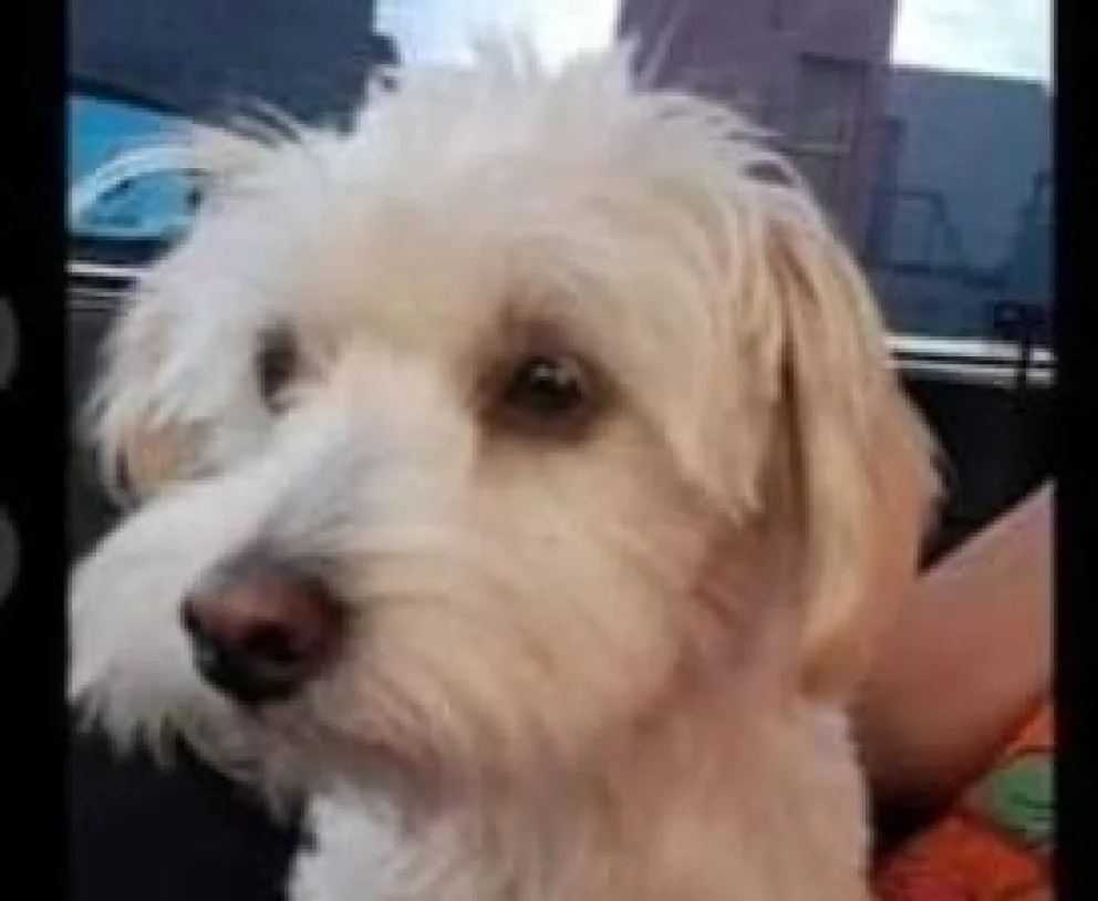 ¡Apareció Canela!: tras el accidente, la perrita se reencontró con sus dueños