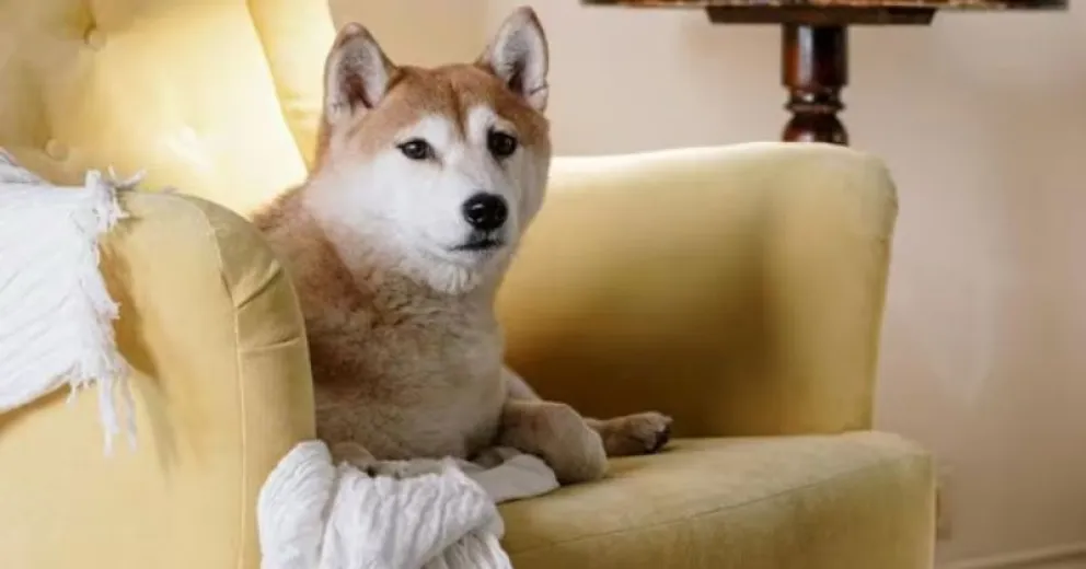 Truco casero para alejar al perro del sillón y evitar el orine