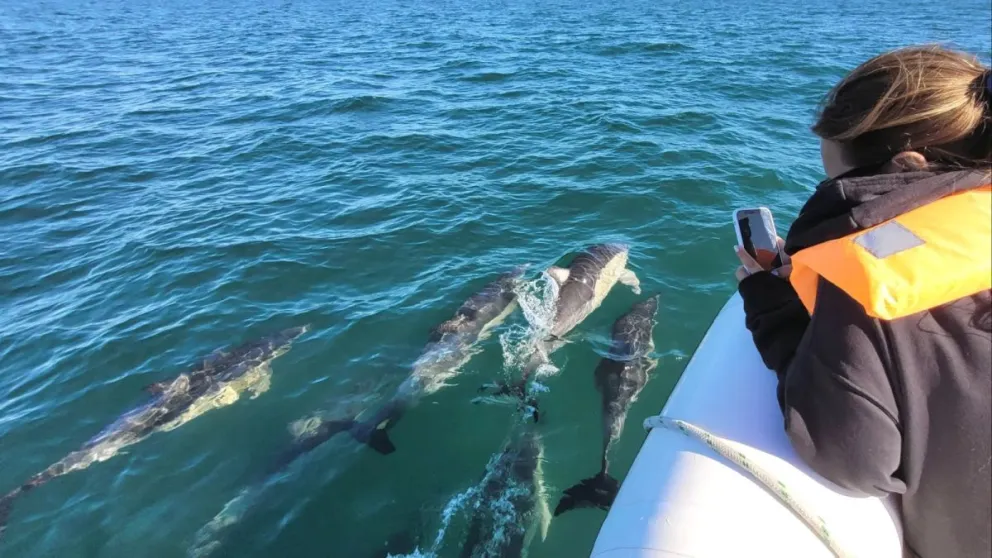 Disfruta la experiencia de avistar delfines en aguas del Golfo San Matías