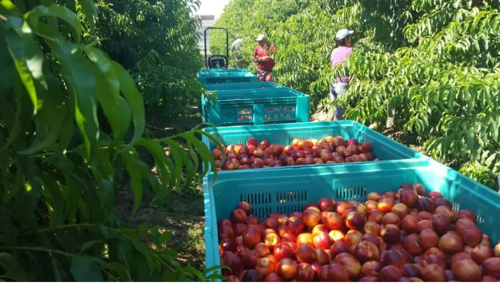 Comienza la exportación de frutas rionegrinas con incremento en las ventas