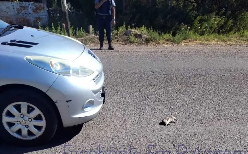 Frenó de golpe porque vio un cuy y una moto lo chocó de atrás