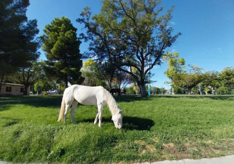 Vecinos de Roca preocupados ante la presencia de caballos sueltos en Gelonch