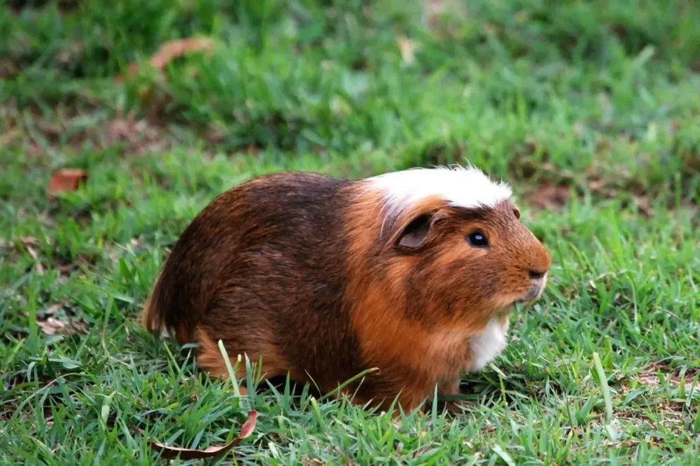 Polémica en redes por como se escribe el nombre de un pequeño roedor ¿"Cuy o Cuis"?