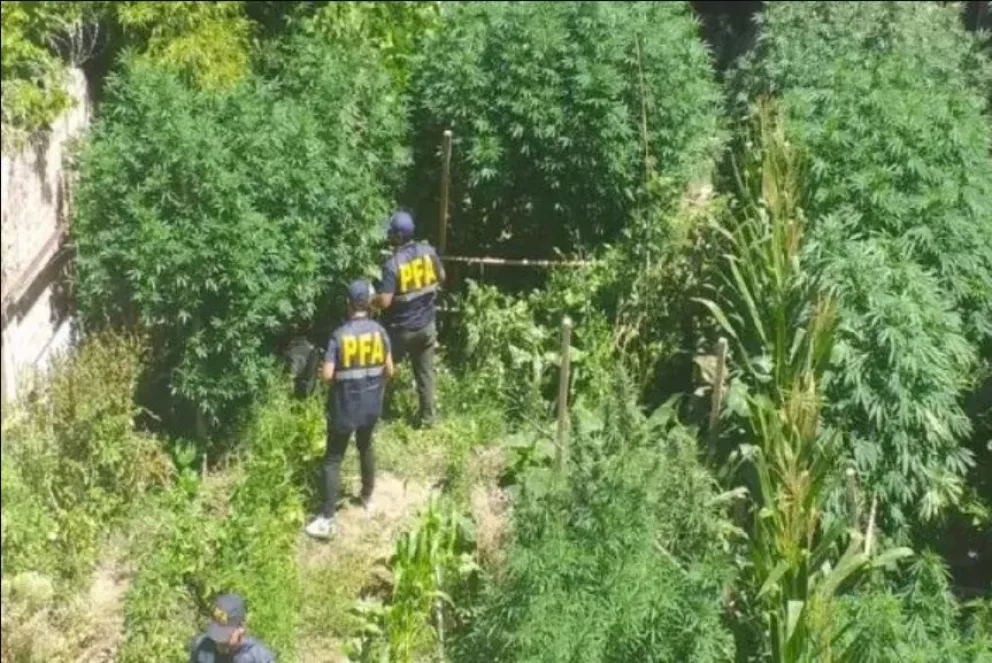 Desmantelaron una "Narco-Huerta" escondida en el patio trasero  