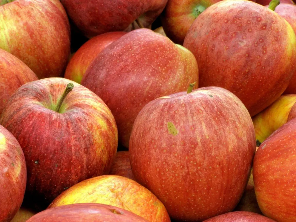 Comienza la cosecha de manzana Gala en el Alto Valle