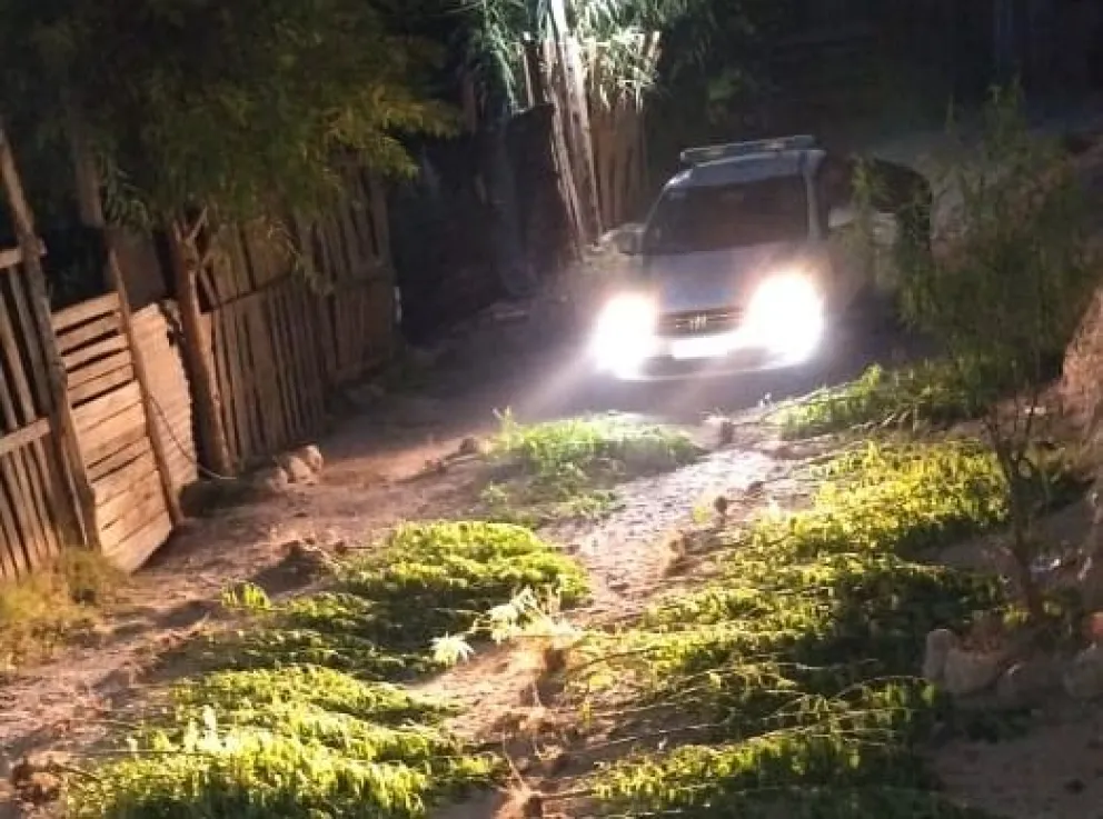 Fueron por un conflicto familiar y se encontraron con más de 100 plantas de marihuana