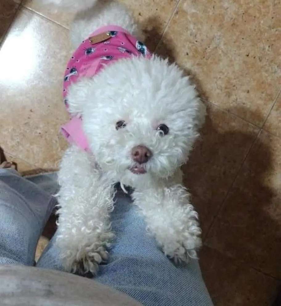 ¡Buscan a Nina!: la perrita desapareció tras un accidente y piden ayuda para encontrarla 