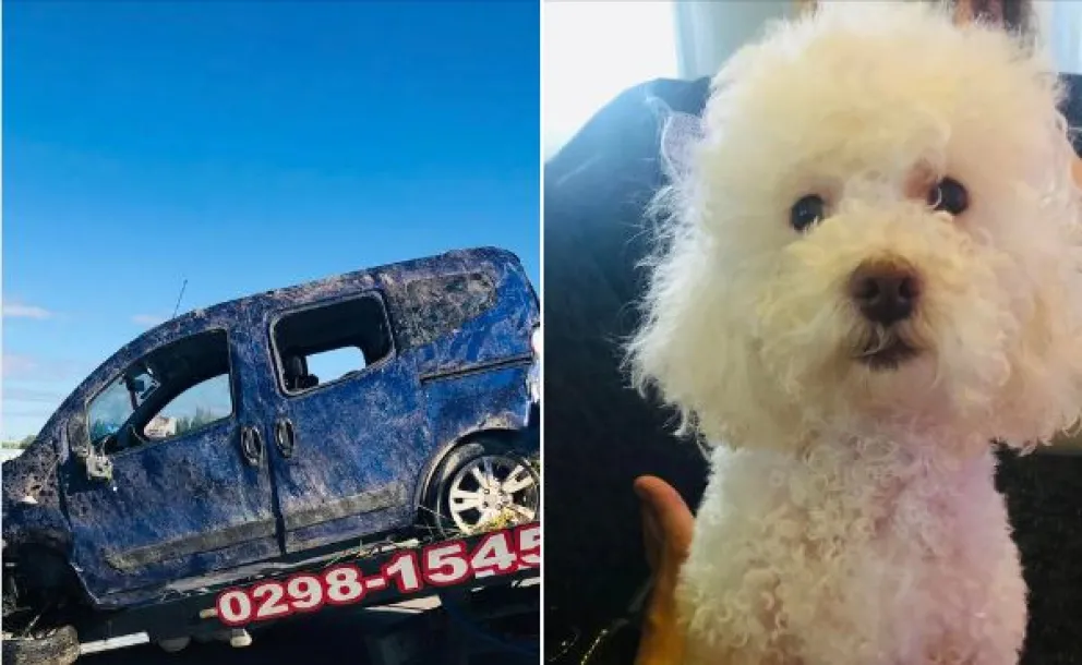 Triste final: Encontraron muerta a “Nina”, la caniche desaparecida en un siniestro  