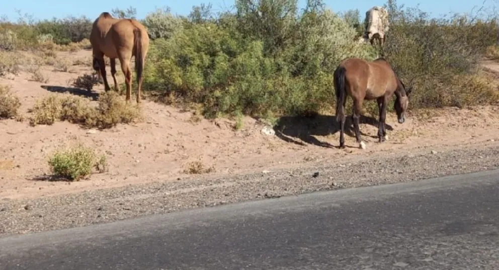 ¡Precaución!: advierten sobre terneros y caballos sueltos sobre ruta 6