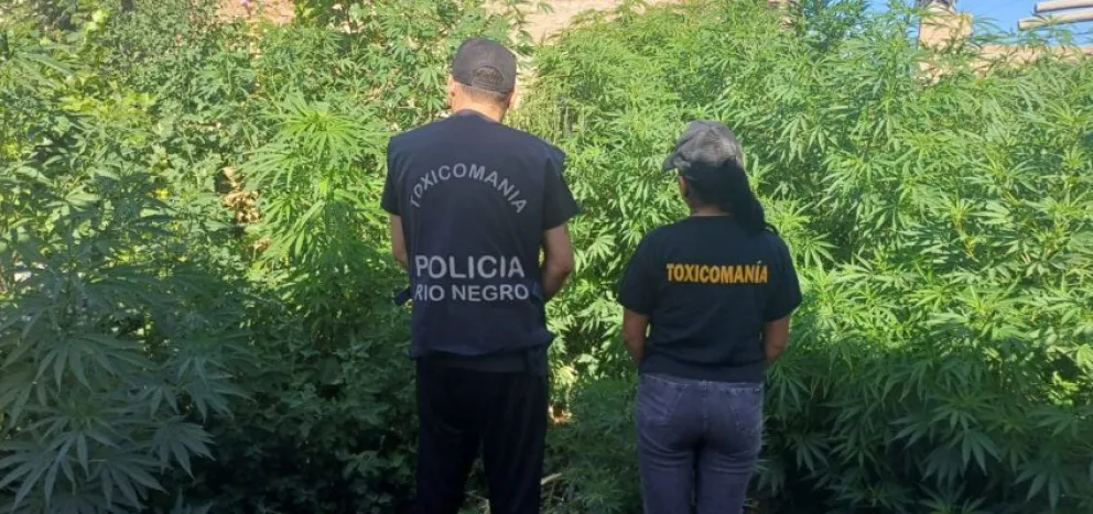 Incautan importante cantidad de plantas de marihuana en Roca
