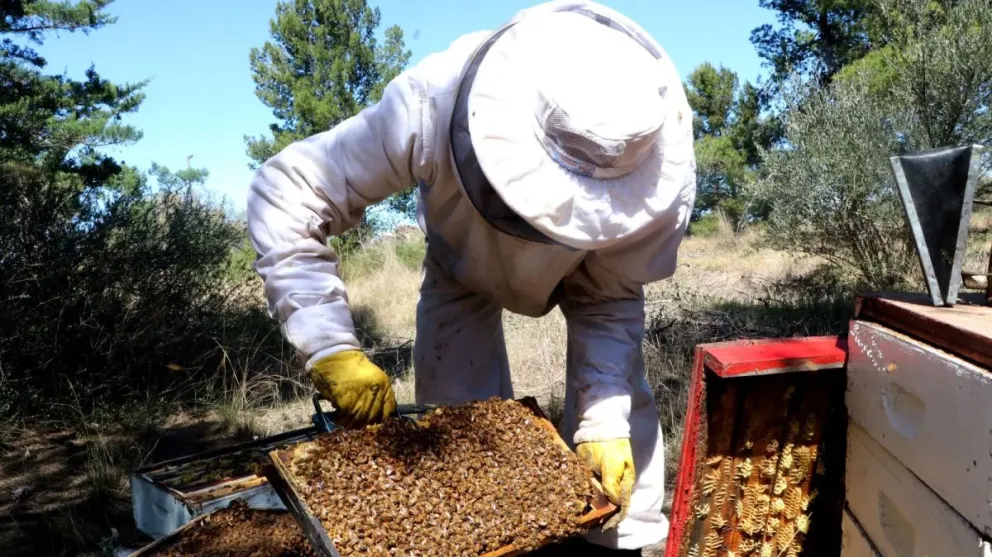 General Roca, un pilar fundamental en la producción y exportación de miel