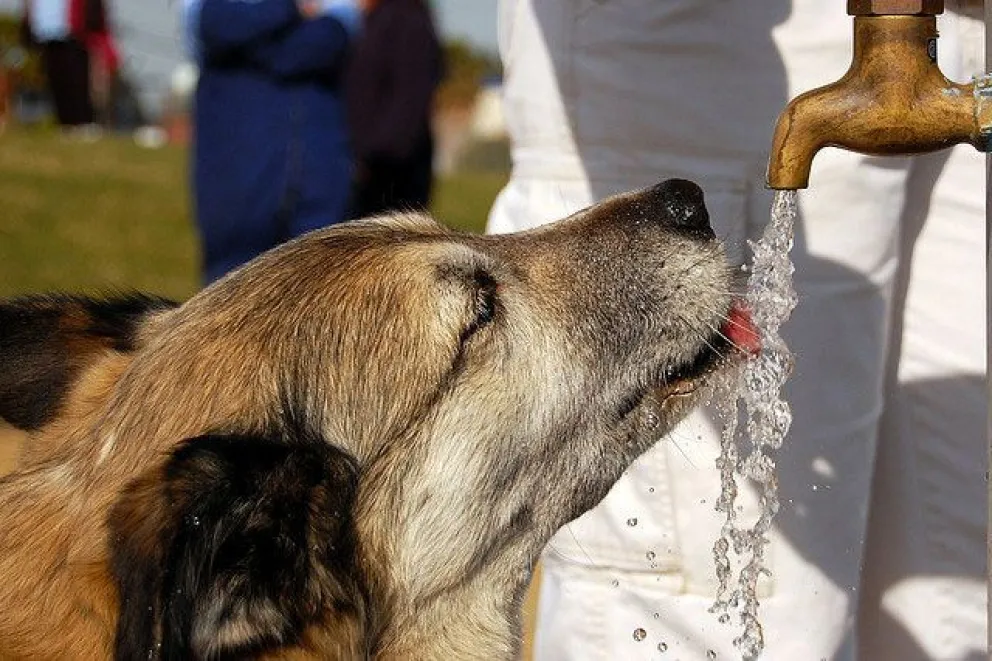 Continúa la campaña "Agua para un perro" ante la ola de calor en la región