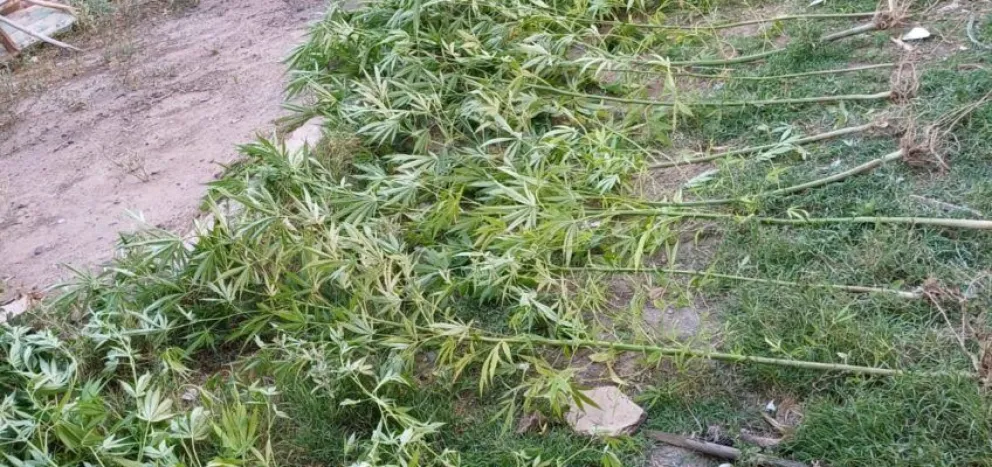 Secuestran 21 plantas de marihuana tras allanamiento en el Alto Valle