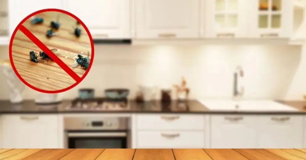 Pepino: el aliado infalible para eliminar insectos en el hogar