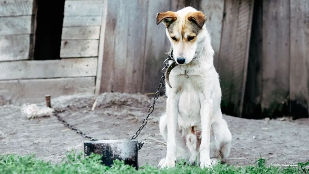 Realizarán "charlas animalistas" en escuelas y jardines de Roca contra el maltrato animal