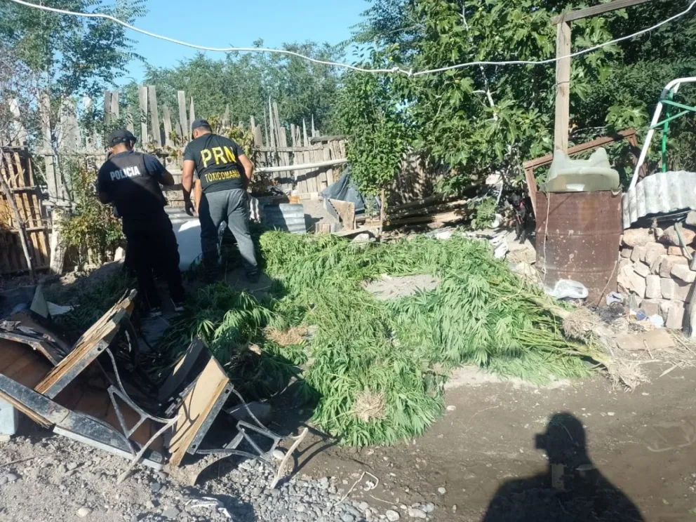  Alto Valle: secuestran más de 100 plantas de marihuana en distintos allanamientos