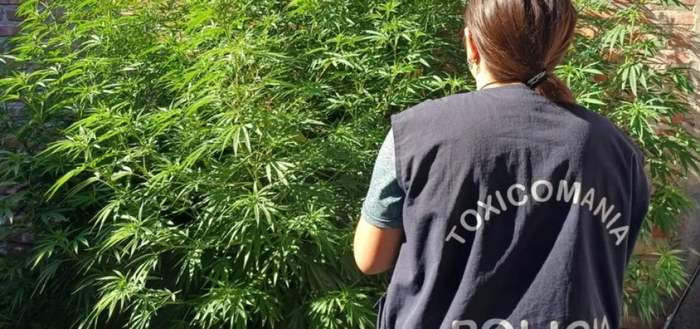 Detienen a dos mujeres en Roca tras un allanamiento donde incautaron plantas de marihuana 