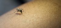 Desde el Ministerio de Salud brindan recomendaciones para evitar la propagación del dengue en la región