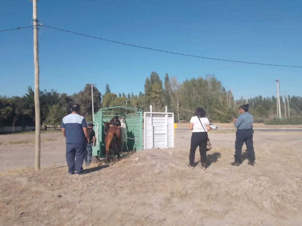 Secuestraron dos caballos por maltrato y violación de normativas municipales