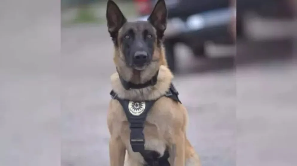 “Máximo” control: otra vez el can de la policía encontró estupefacientes en un vehículo