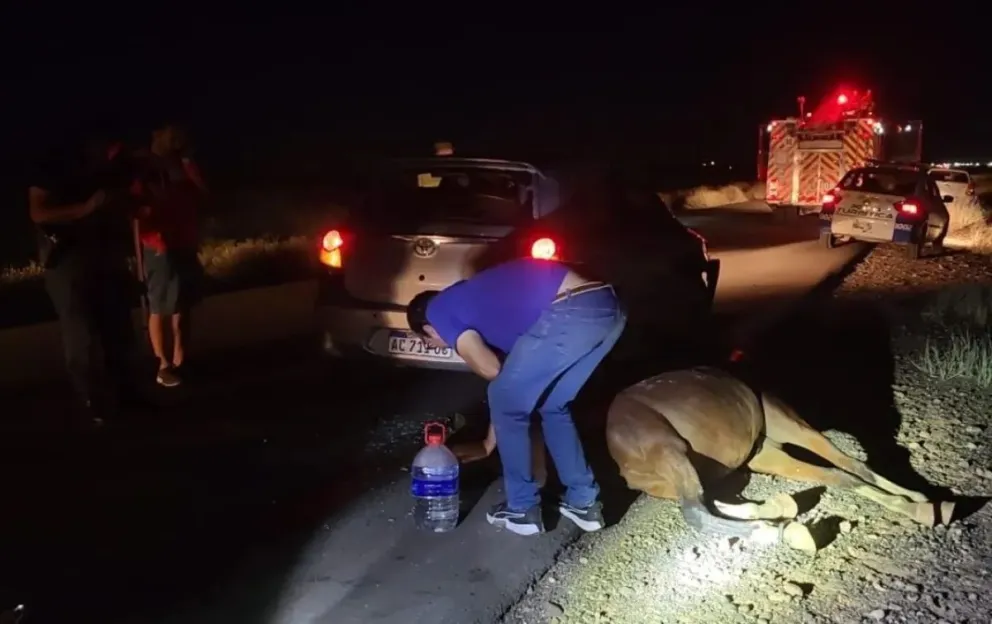 Un caballo suelto casi provoca una tragedia en las rutas de la región