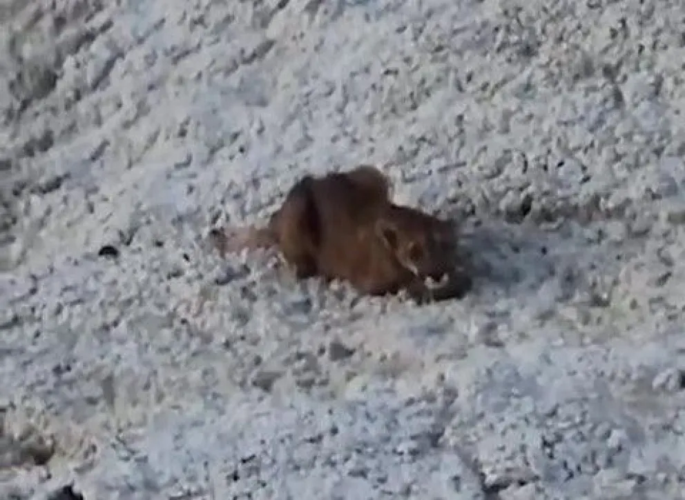 VIDEO: Ciclistas se toparon con un puma en el Valle de la Luna Amarillo