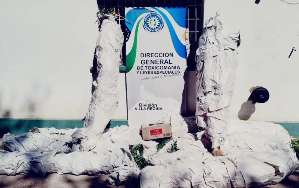 Desmantelan otra red de narcotráfico: Confiscaron más de 200 plantas de marihuana en el Alto Valle 