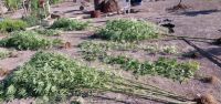Secuestran 18 plantas de marihuana y un arma tumbera en el Alto Valle