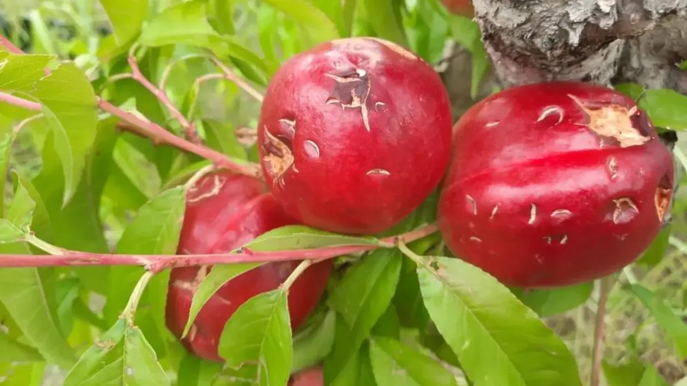 Productores frutícolas aseguran que las exenciones no alcanzan para paliar la crisis