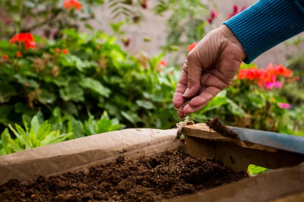 Todos los años hay una alta demanda para acceder a las semillas.