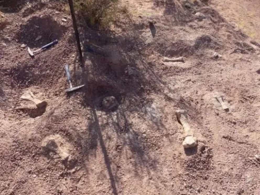 Hallaron una "guardería" de pequeños dinosaurios en Neuquén
