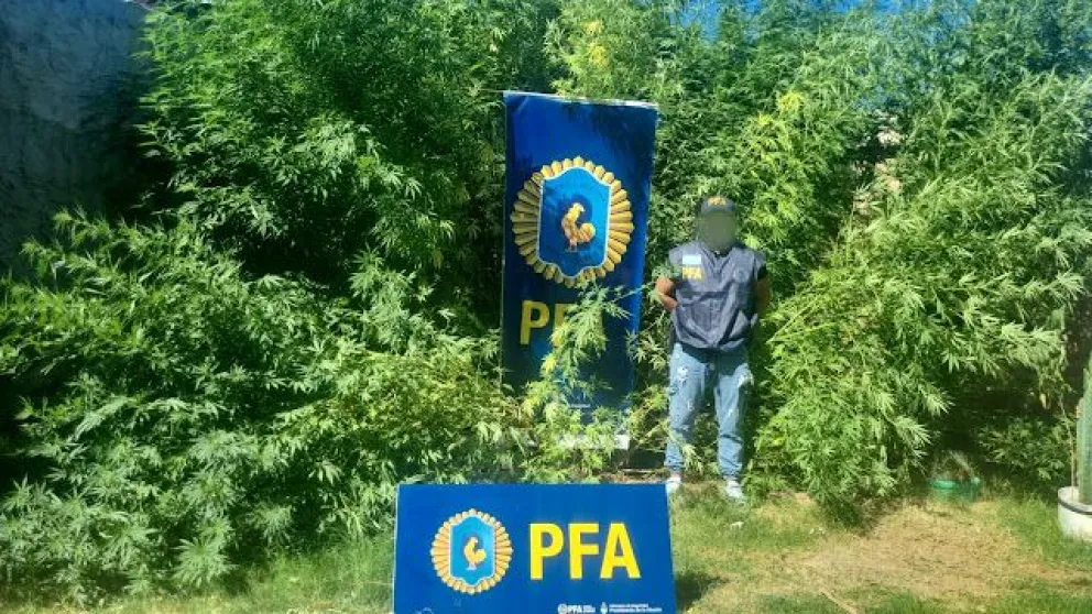 La Policía Federal allanó una vivienda y se llevó 30 plantas de marihuana